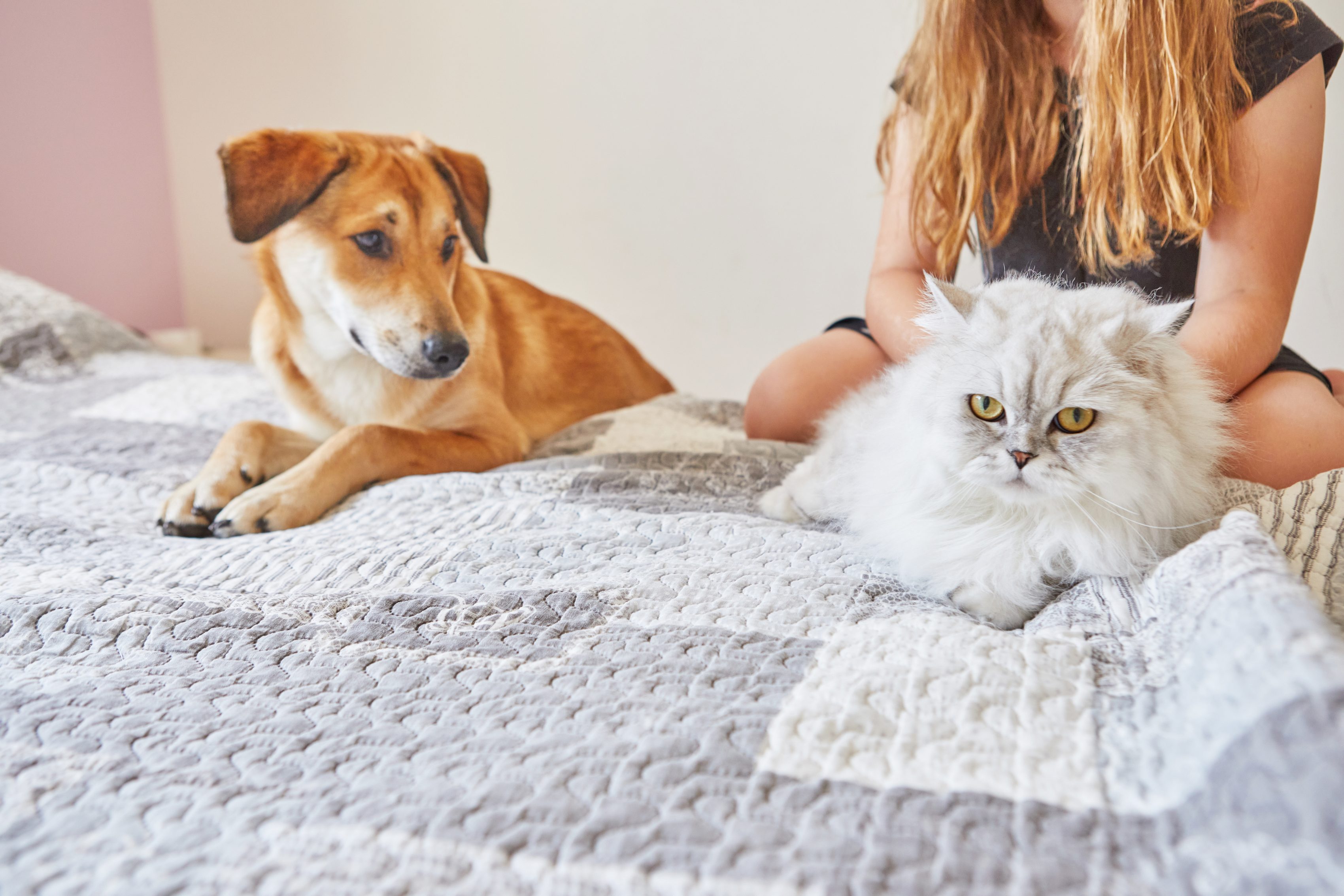 Gato y perro en una cama