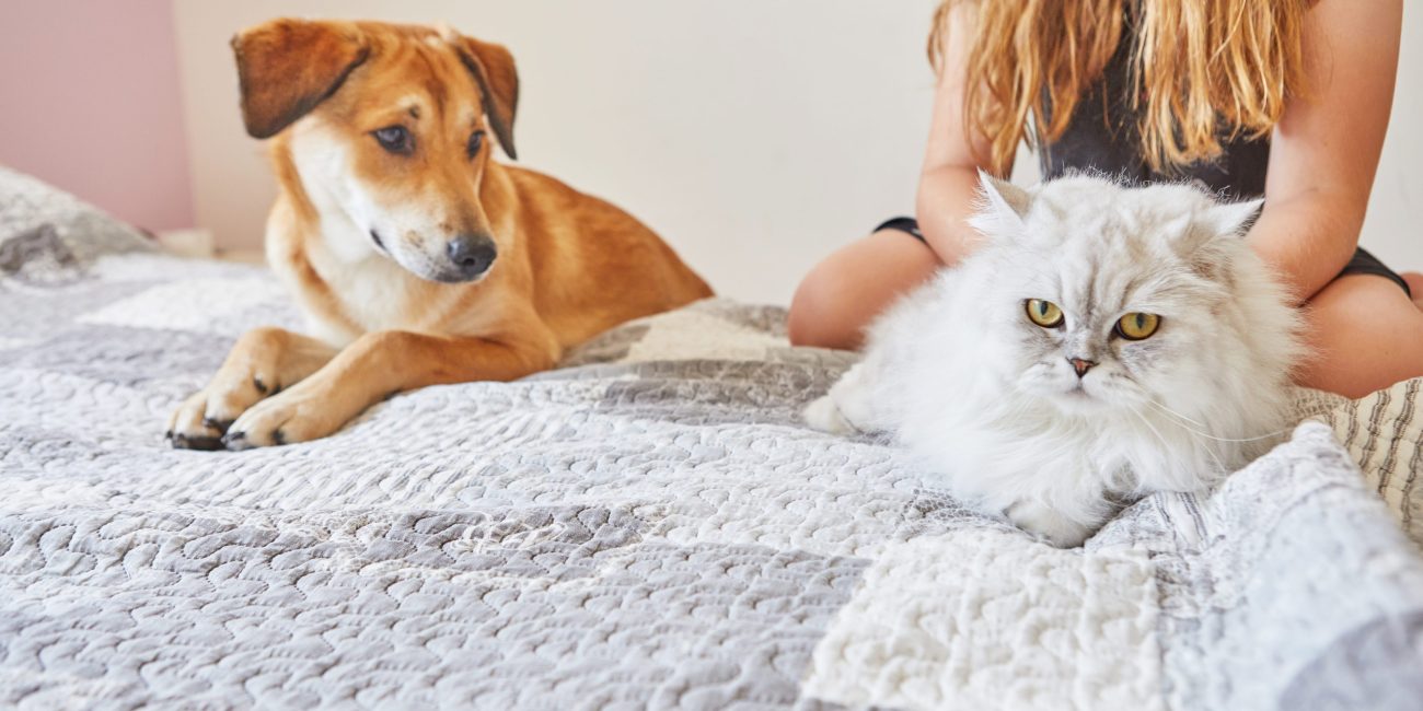 Gato y perro en una cama