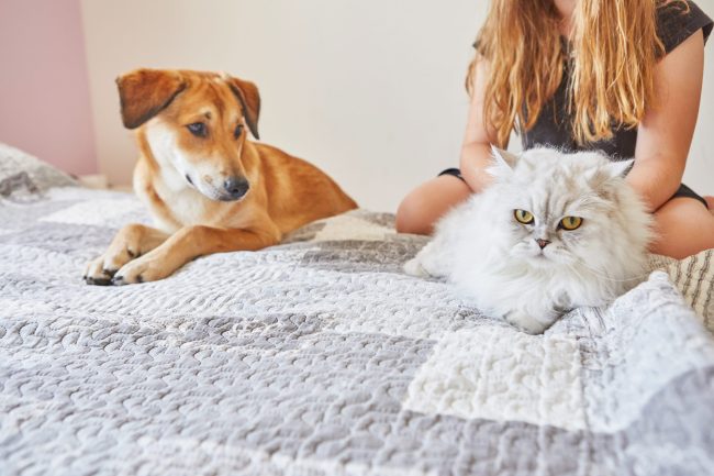 Gato y perro en una cama